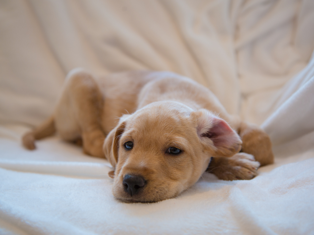 Why Does My Dog Have Diarrhea And What Causes It